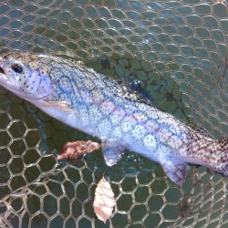 大安トラウトレイク釣果